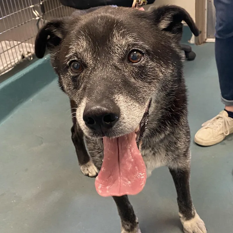 A senior medium-sized male Black Mixed Breed dog named Tennessee for adoption in Memphis, TN