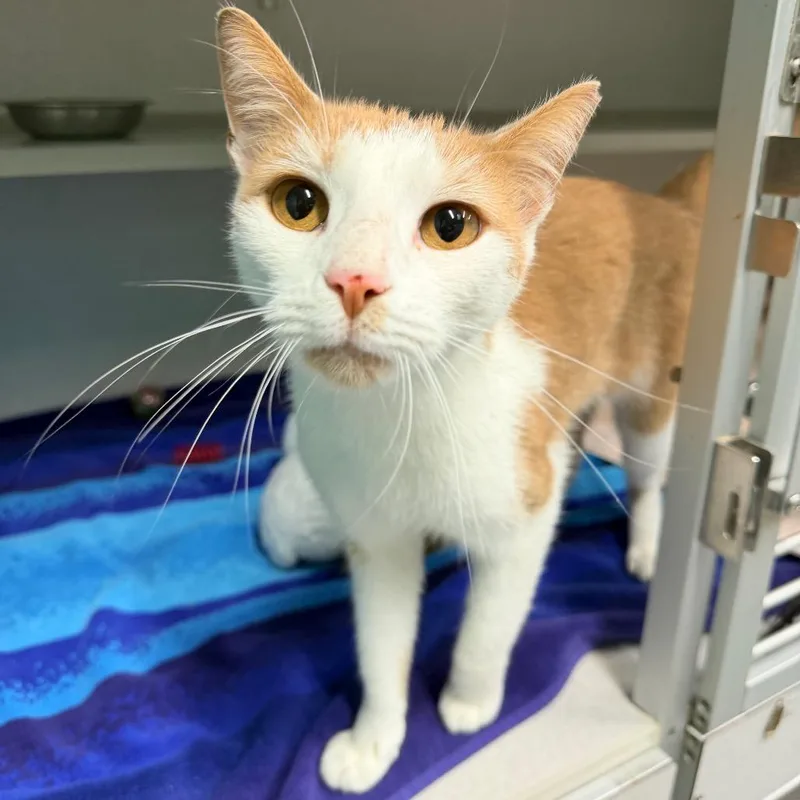 An adult medium-sized male White Domestic Short Hair cat named Cinnamon for adoption in Newark, NJ