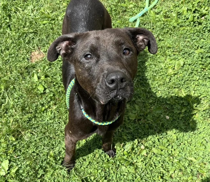 A young medium-sized female Mixed Breed dog named Moon for adoption in Youngstown, OH