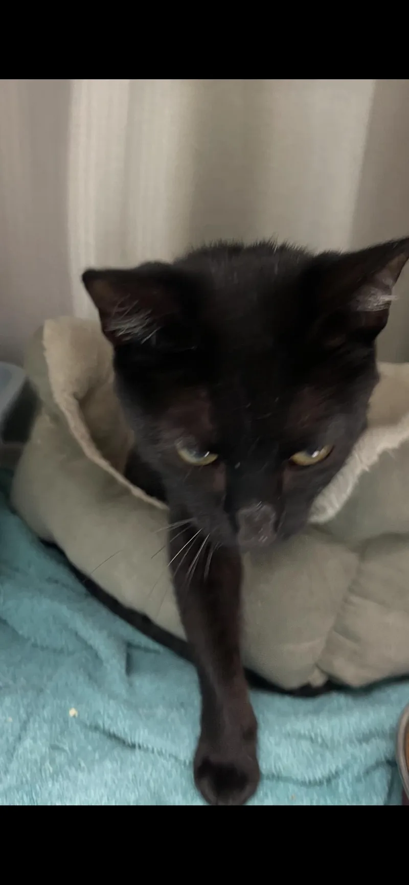 An adult medium-sized female Black Domestic Short Hair cat named Malia for adoption in Georgetown, KY