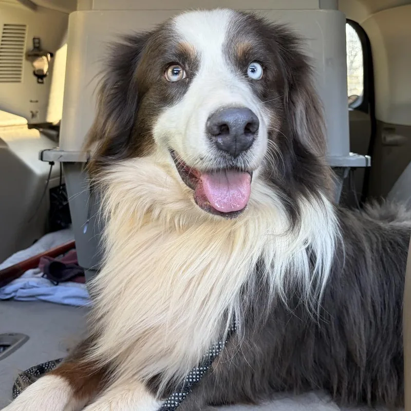 An adult medium-sized male Gray / Blue / Silver Australian Shepherd dog named Blue Moon for adoption in Wheeling, IL