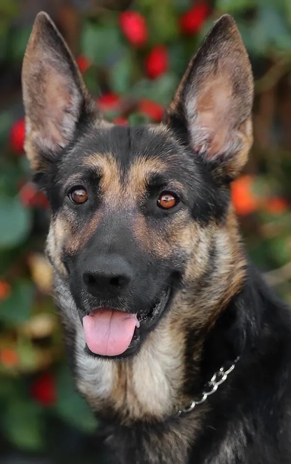 A young large-sized female Black German Shepherd Dog dog named Miley von Meissen for adoption in Los Angeles, CA