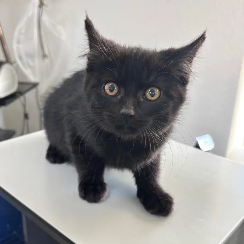 A baby small-sized male Domestic Short Hair cat named Sean for adoption in Spokane, WA
