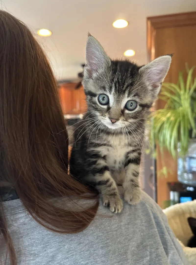 A baby medium-sized male Tabby (Gray / Blue / Silver) Domestic Short Hair cat named Bok Choy for adoption in Lemoyne, PA