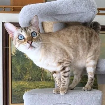Cinnamon Gorgeous