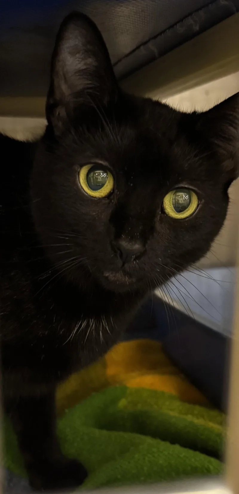 A young medium-sized female Black Domestic Short Hair cat named Jenna for adoption in Locust Grove, VA