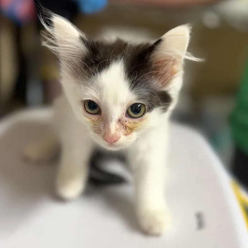 A baby small-sized female Black Domestic Medium Hair cat named Tippy for adoption in Corinth, MS