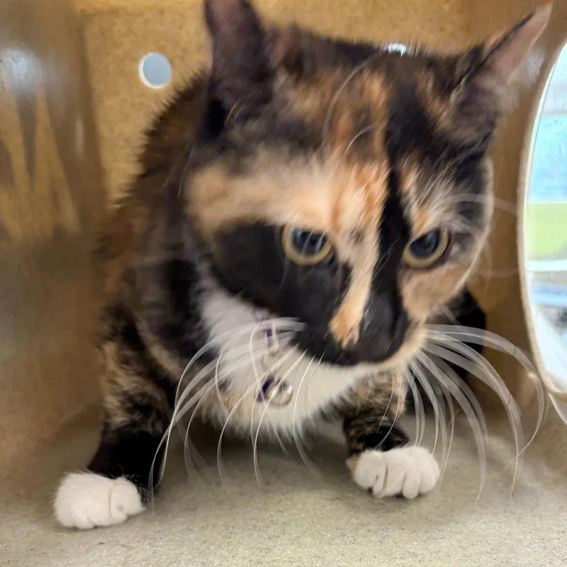 A young small-sized female Tortoiseshell Domestic Short Hair cat named Princess Pre for adoption in Philadelphia, PA