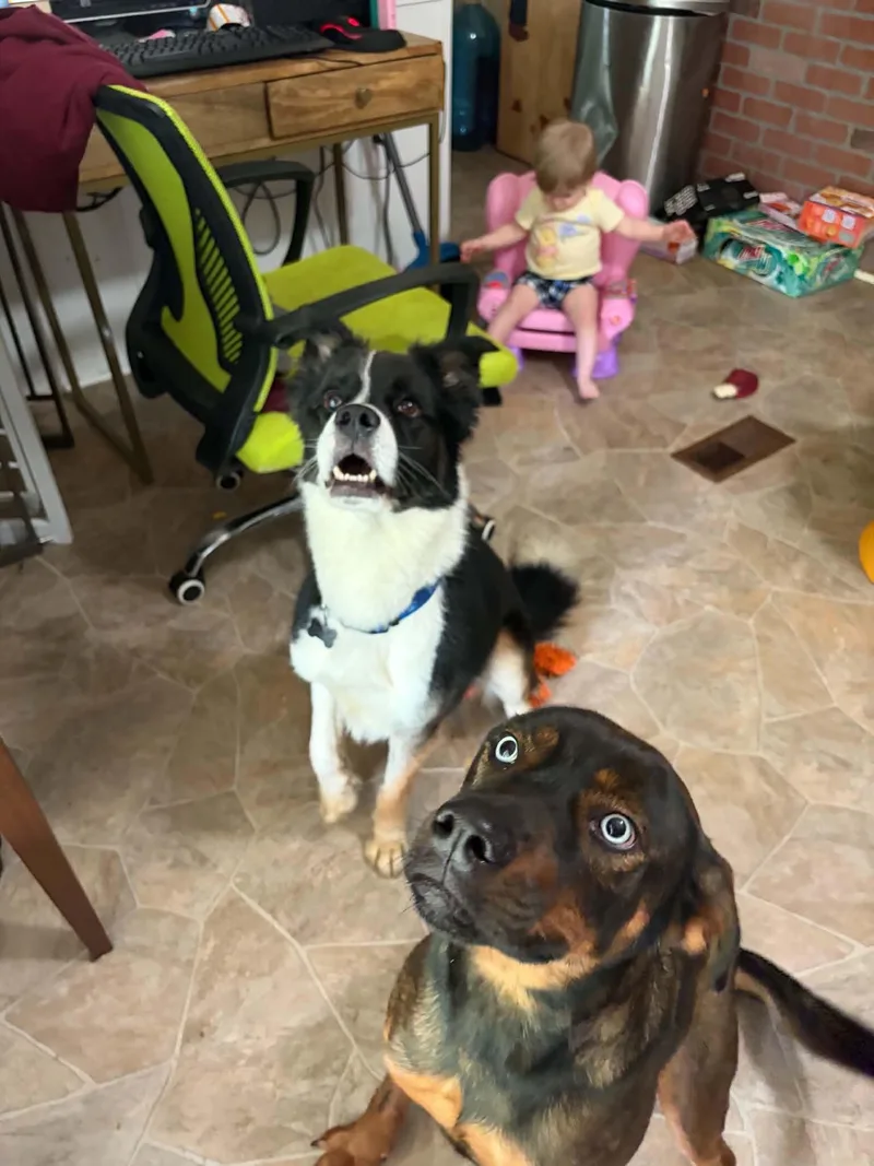 An adult medium-sized male Australian Shepherd dog named Scout for adoption in Douglas, MA