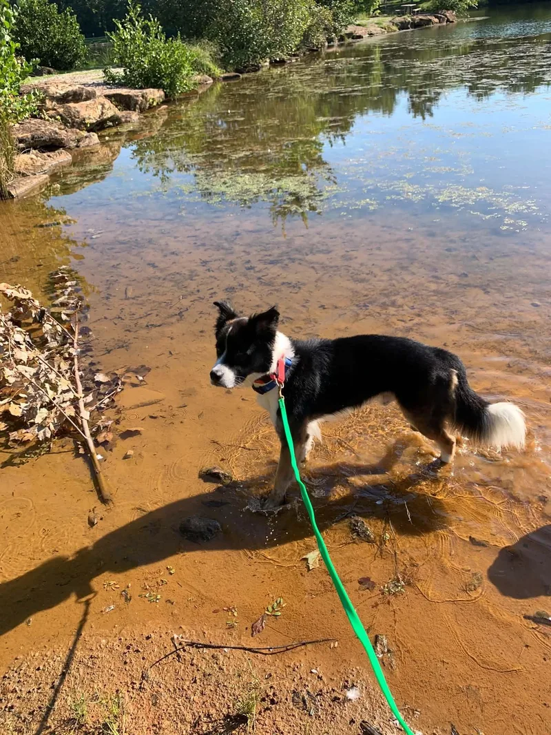 Scout thumbnail 2