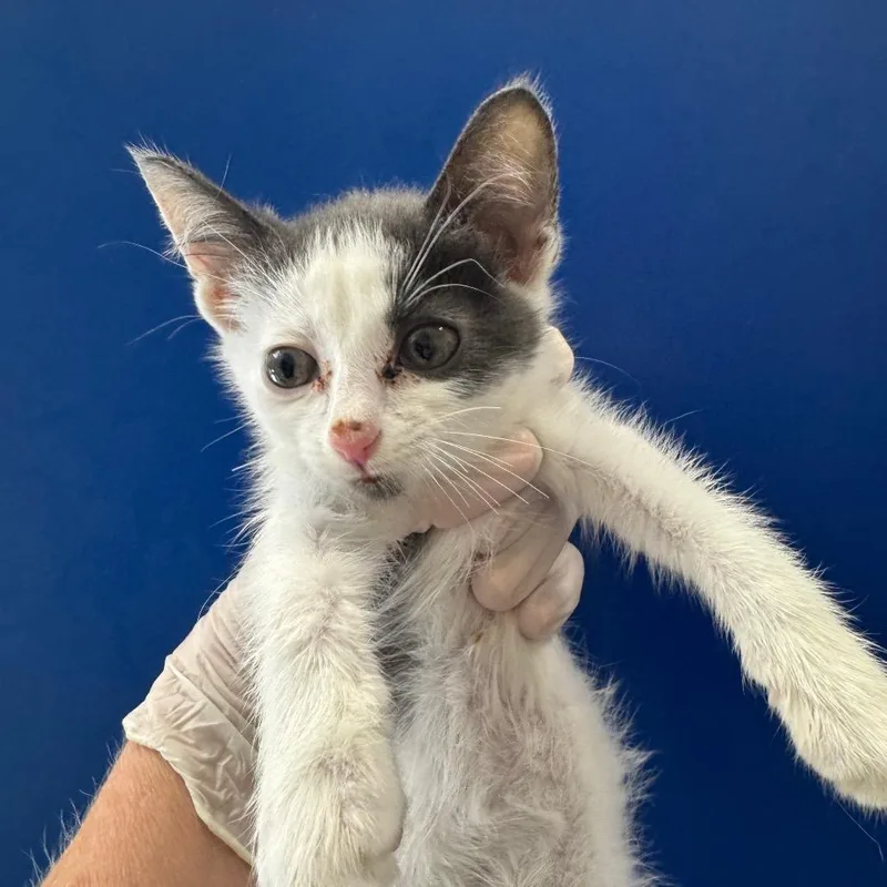 A baby small-sized female White Domestic Short Hair cat named Cabbage for adoption in Long Beach, CA