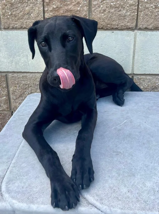 A young medium-sized female Great Dane dog named Marble for adoption in Tulsa, OK