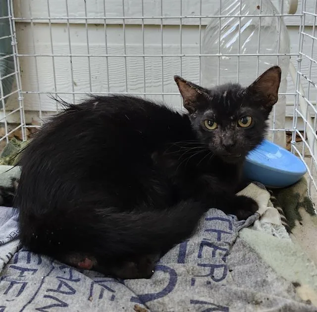 A baby small-sized female Domestic Short Hair cat named Doja for adoption in San Antonio, TX