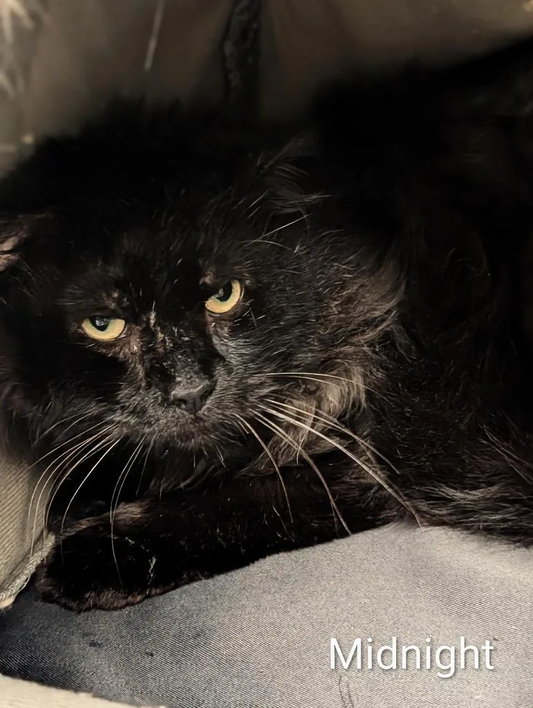An adult large-sized male Domestic Long Hair cat named Midnight for adoption in Greenfield, IN