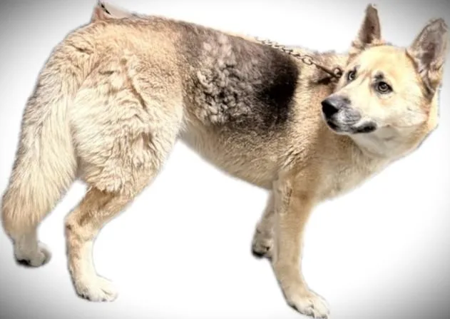 An adult large-sized female German Shepherd Dog dog named Fay for adoption in Los Angeles, CA