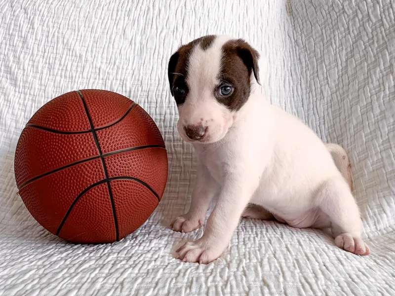 Carolina thumbnail 2