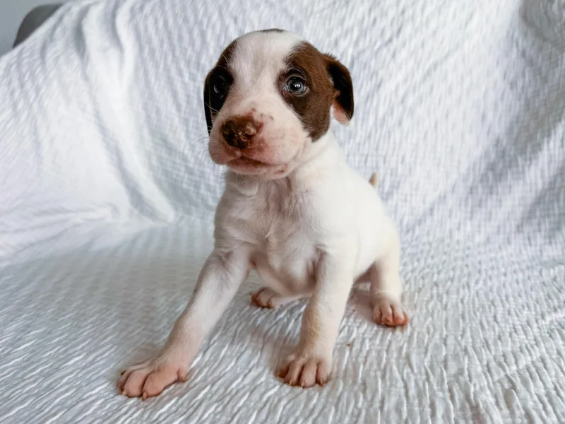 Carolina thumbnail 3