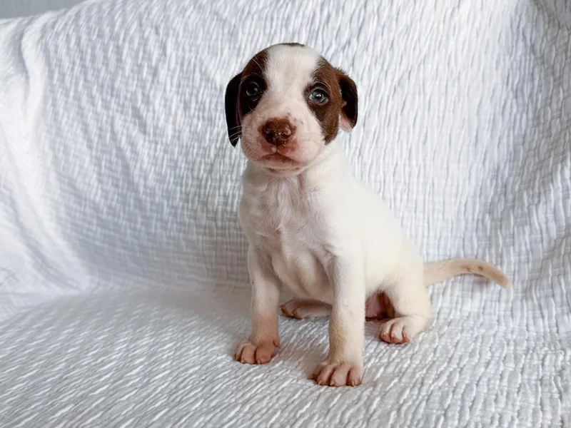 Carolina thumbnail 4