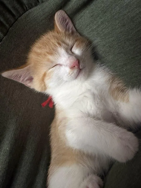 A baby medium-sized male Orange & White Domestic Short Hair cat named Buzz for adoption in Terrell, TX