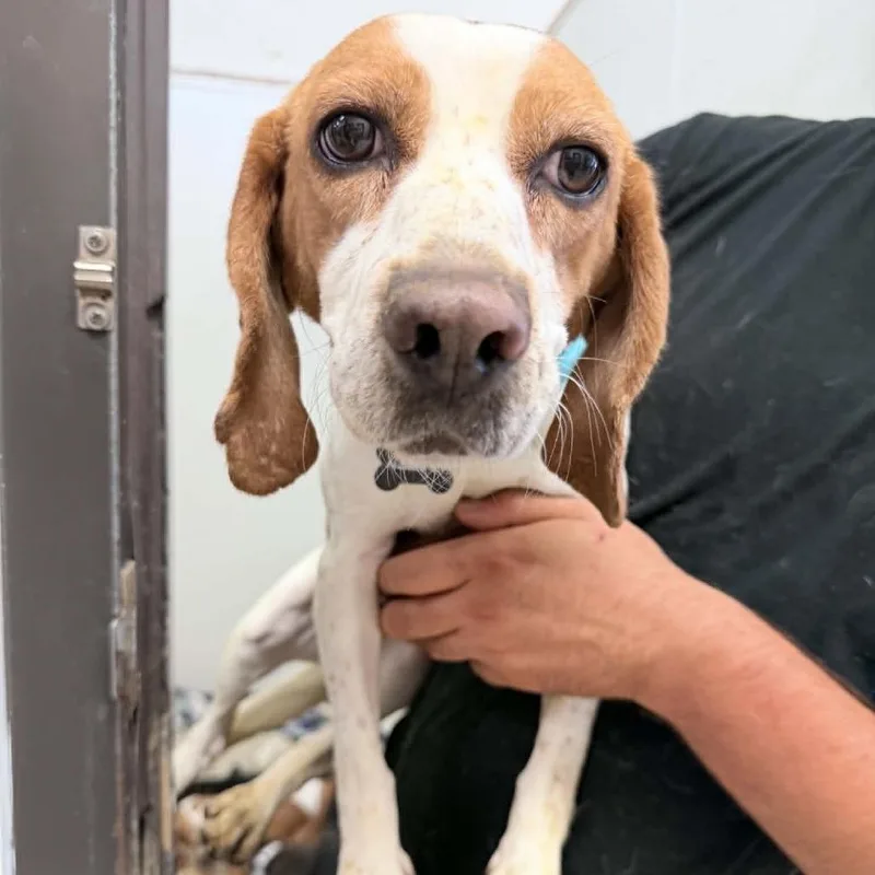 An adult small-sized female Brown / Chocolate Beagle dog named Mary Cassatt  Chino for adoption in Chino Hills, CA