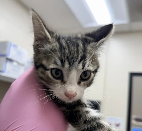 A baby small-sized male Domestic Short Hair cat named Mr. Herriman for adoption in El Cajon, CA