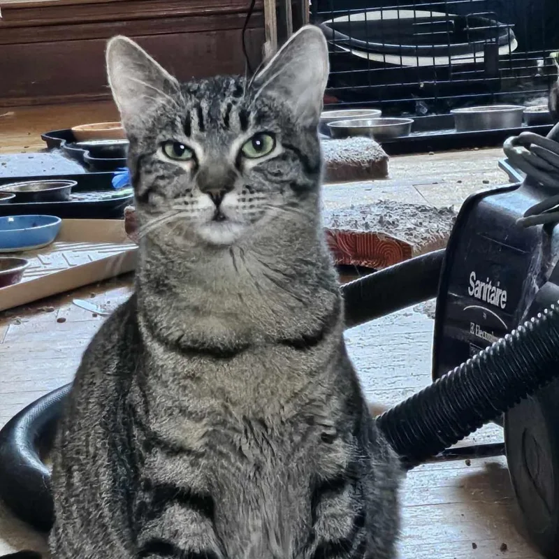 An adult small-sized female Brown / Chocolate Domestic Short Hair cat named Atlanta for adoption in Newton, IA