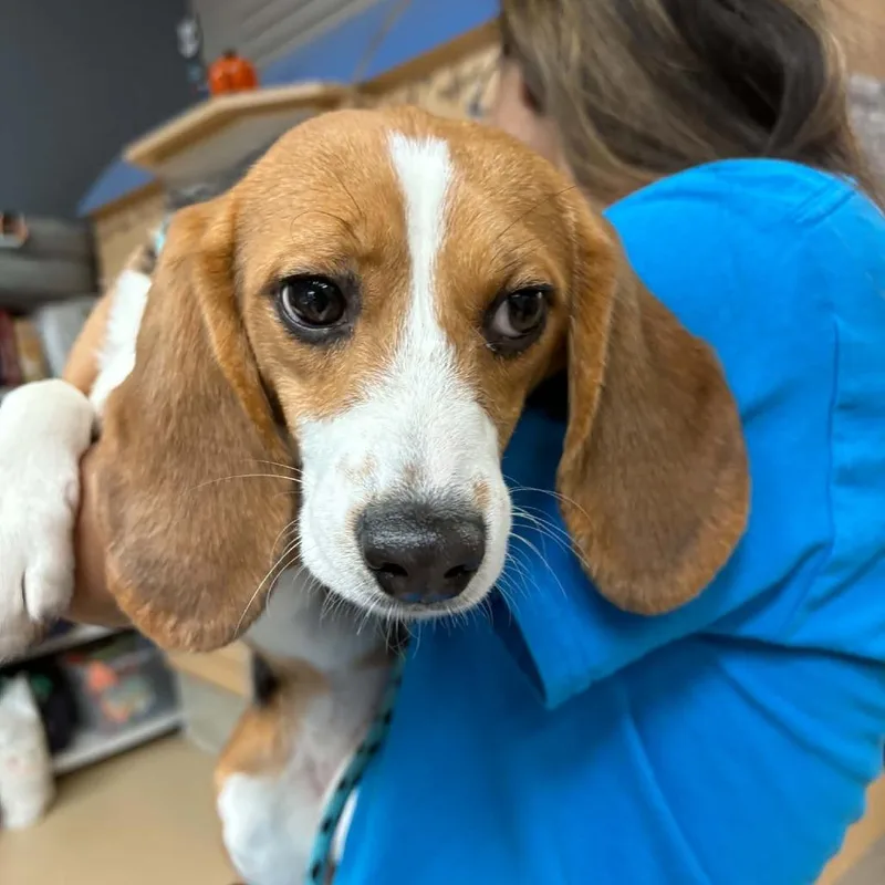 A young small-sized female Beagle dog named Strawberry  Chino Hills for adoption in Chino Hills, CA
