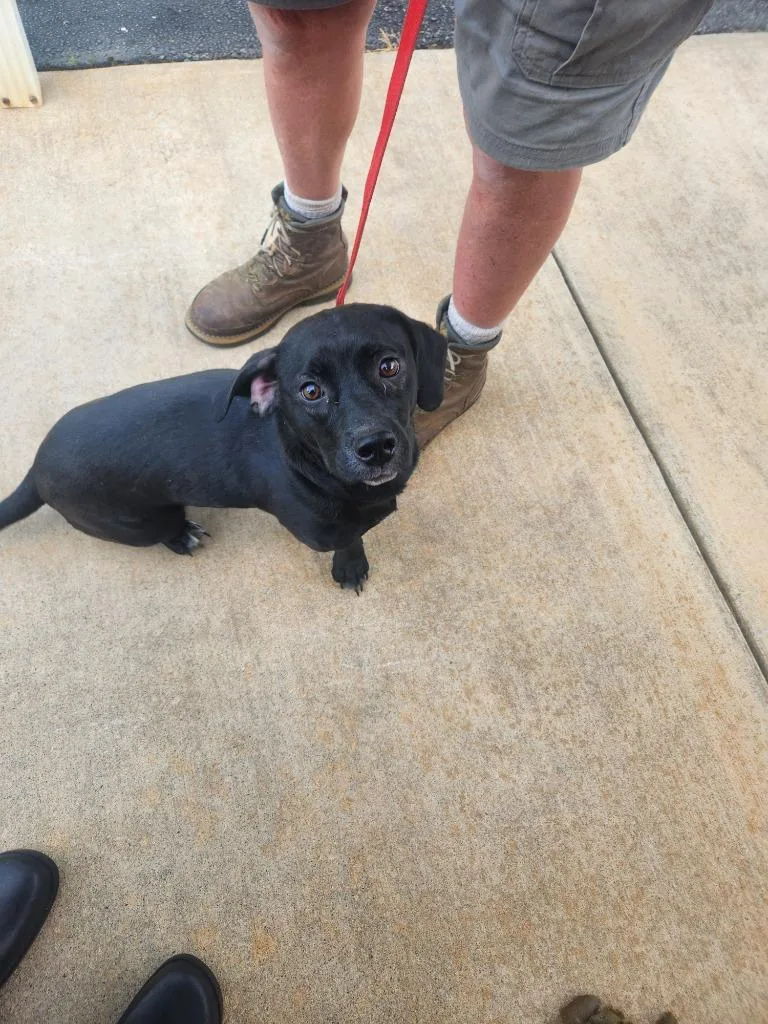 A young medium-sized female Dachshund dog named Rose for adoption in Mocksville, NC