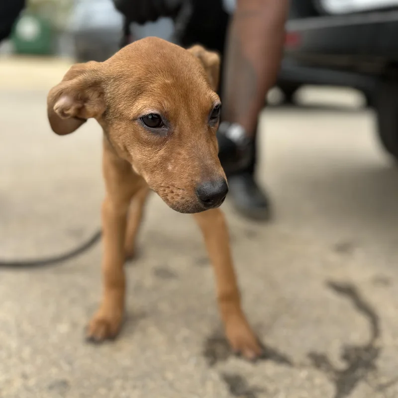 Tarte Shape Tape thumbnail 3