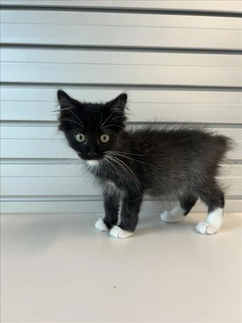 A baby small-sized male Domestic Long Hair cat named Lamar for adoption in Loveland, CO