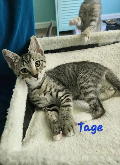 A young small-sized male Domestic Short Hair cat named B Tage for adoption in North Charleston, SC
