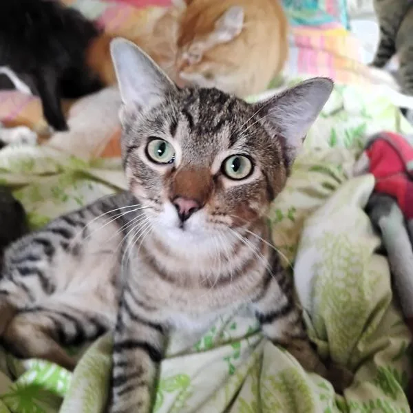 A young medium-sized male Domestic Short Hair cat named Fennel for adoption in Des Moines, IA