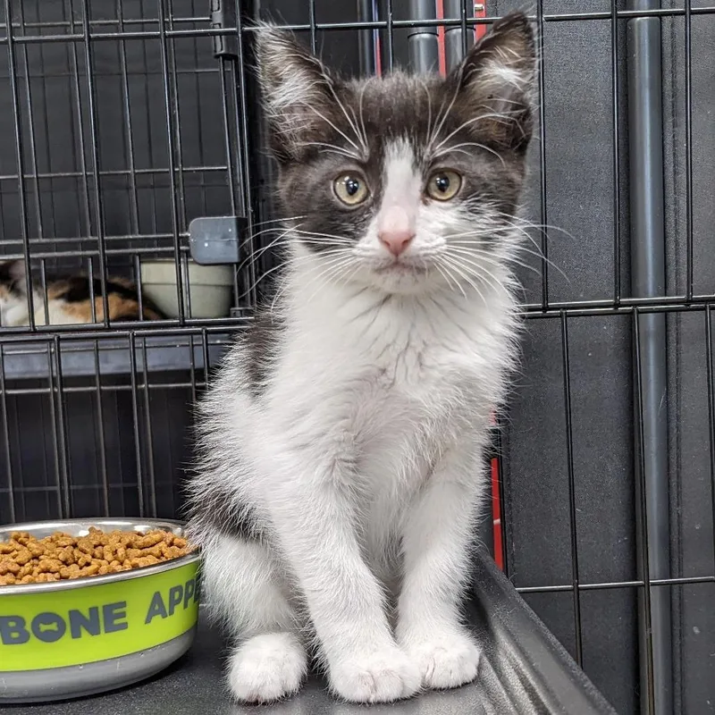 A baby small-sized male Black Domestic Short Hair cat named Bob Lr for adoption in Union, MO