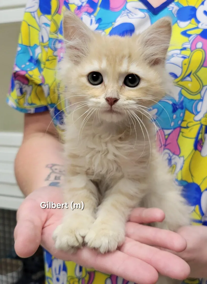 A baby medium-sized male Buff & White Domestic Long Hair cat named Gilbert for adoption in Mazon, IL