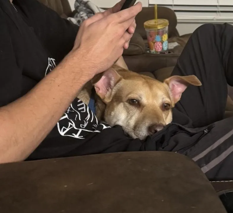 Shiloh thumbnail 4