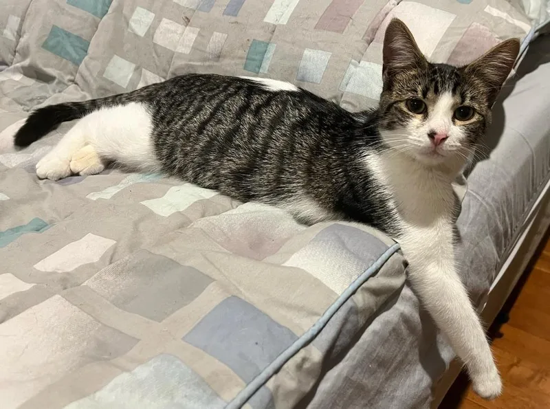 A young small-sized male Domestic Medium Hair cat named Nelson for adoption in Pitman, NJ