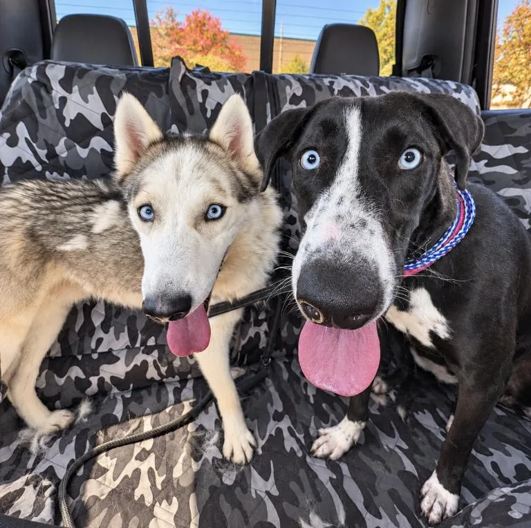 An adult large-sized male Siberian Husky dog named Bruno for adoption in Cottonwood Heights, UT