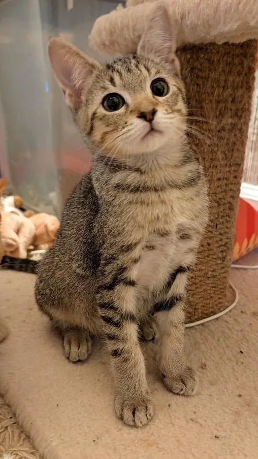 A baby medium-sized male Tabby (Brown / Chocolate) Domestic Short Hair cat named Courage for adoption in Beaverton, OR