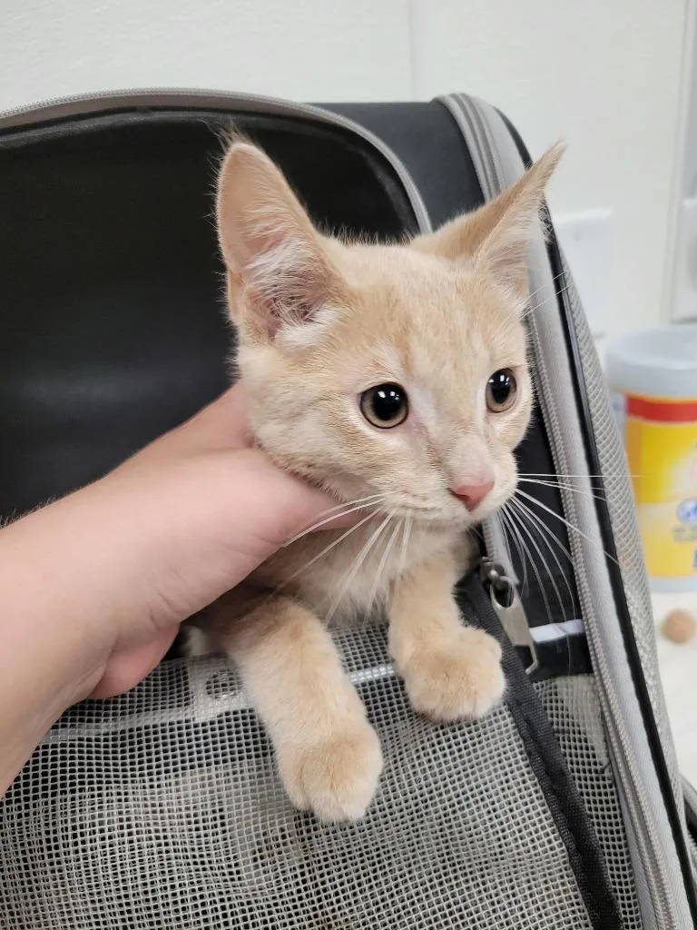 A baby small-sized male Domestic Short Hair cat named Butterscotch for adoption in Angola, IN