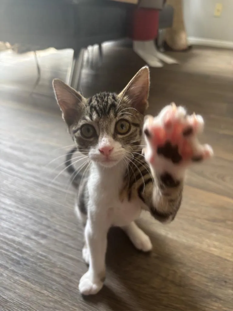 A baby small-sized male Tabby cat named Fruit Fly for adoption in San Antonio, TX