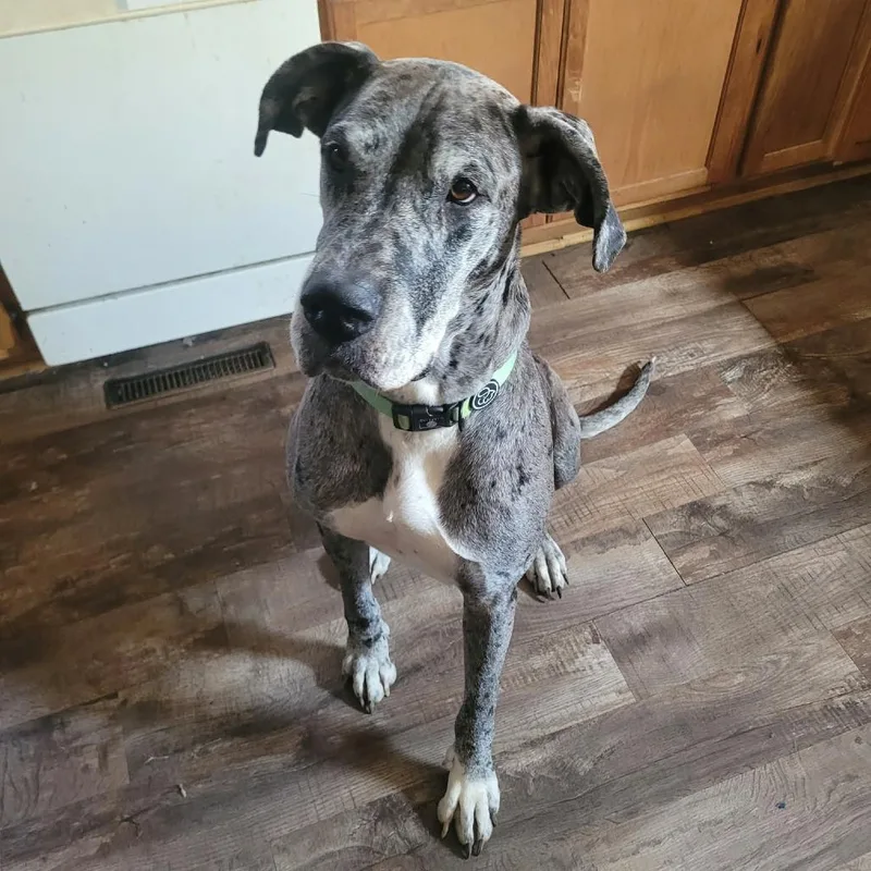 An adult extra large-sized female Great Dane dog named Phoebe D for adoption in Princeton, MN