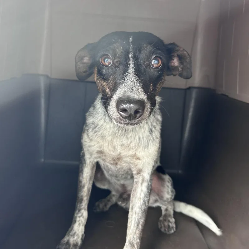 A young medium-sized female White / Cream Mixed Breed dog named Tillery for adoption in Mount Gilead, NC