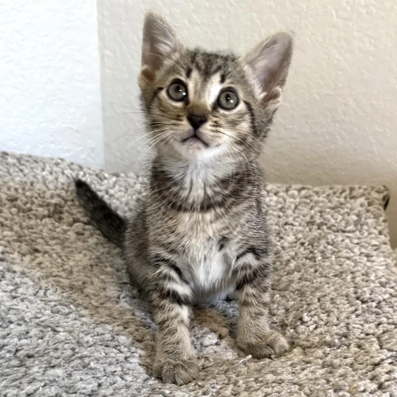 A baby small-sized male Brown / Chocolate Domestic Short Hair cat named Meadow for adoption in Austin, TX