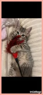 A baby medium-sized male Domestic Short Hair cat named Teddy for adoption in Irving, TX
