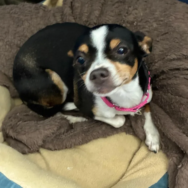 An adult small-sized male Black Chihuahua dog named Coco Chanel for adoption in South Elgin, IL
