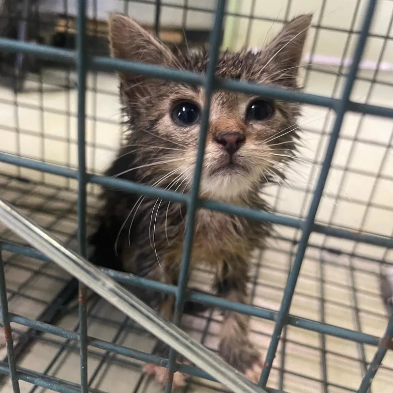 A baby small-sized male Gray / Blue / Silver Domestic Short Hair cat named Peanuts for adoption in Valley, AL