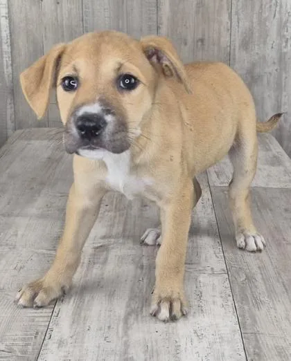An adult small-sized female Mixed Breed dog named Star for adoption in Shreveport, LA