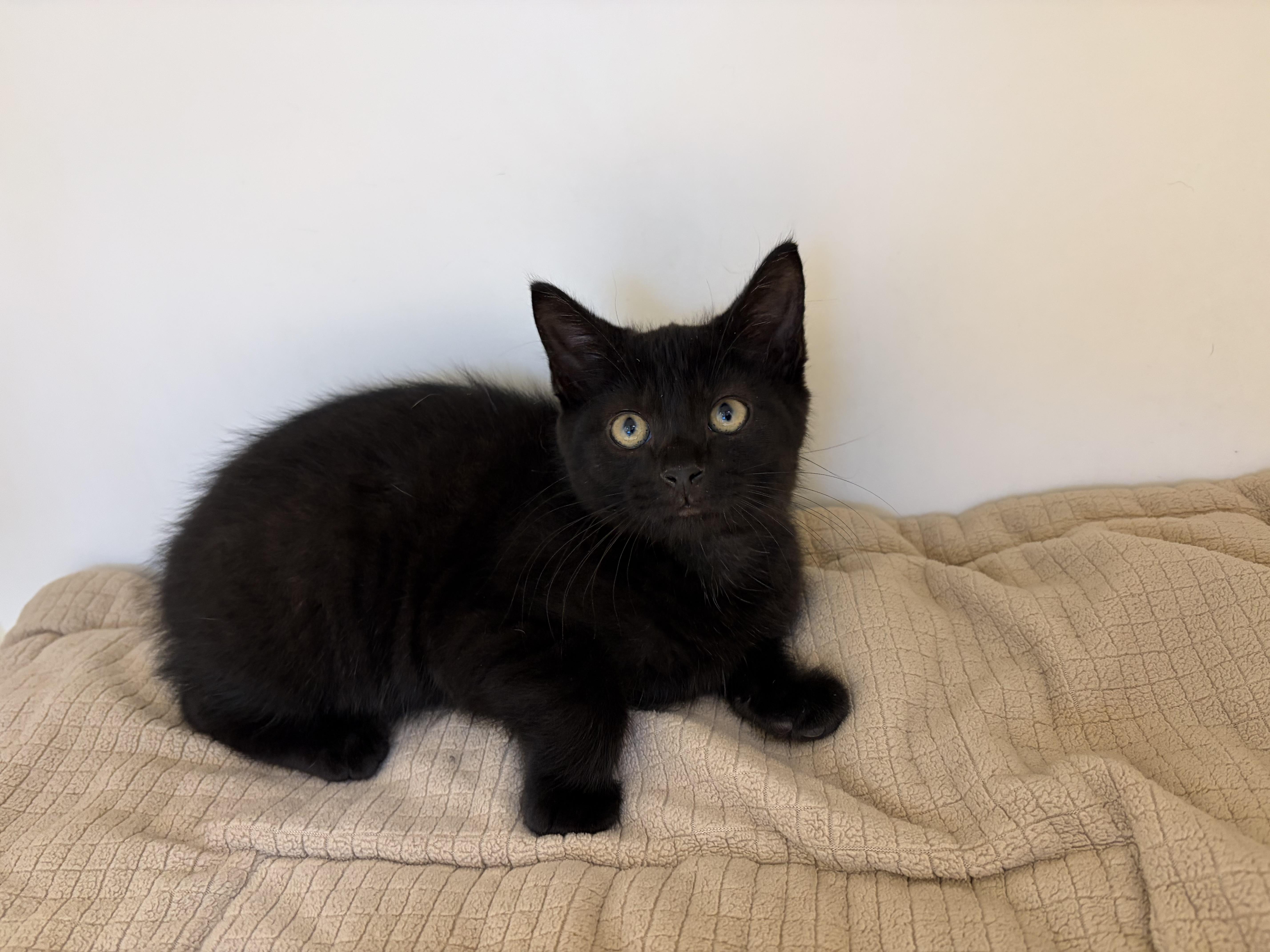 A baby large-sized male Black Domestic Short Hair cat named Clyde for adoption in Manassas, VA