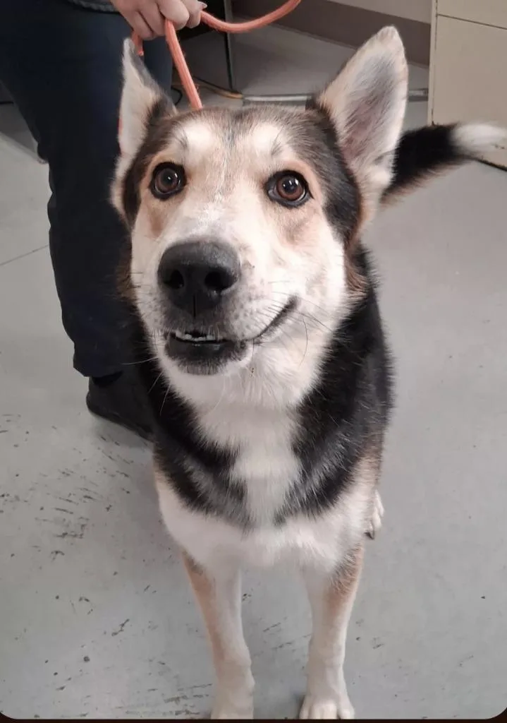 A young medium-sized male Husky dog named Kolby for adoption in North Vernon, IN
