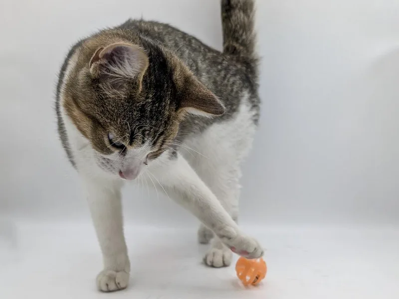 A baby small-sized male Domestic Short Hair cat named Scooby for adoption in Powell, OH